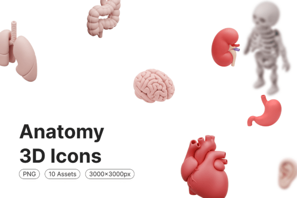 Anatomy 3D Icons: Visual Tools That Bring Medical Clarity to Modern Projects
