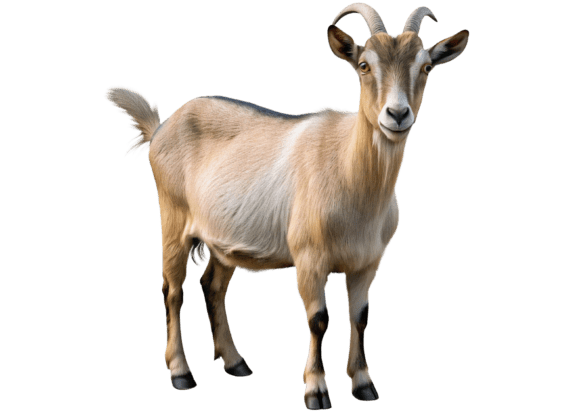 Goat 3D Rendering PNG: A Versatile Design Resource for Print and Digital Projects