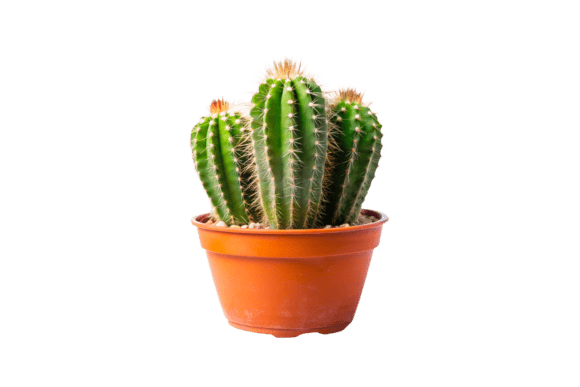 Golden Barrel Cactus T-shirt 3D PNG: A Versatile Design Resource for Print and Digital Projects